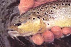 Brown Trout