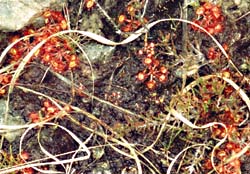 Bog Plants