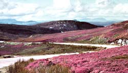 Sutherland Heather